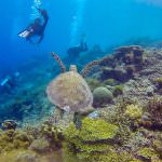 Harolds Dive Center -Apo Island Fun Dive