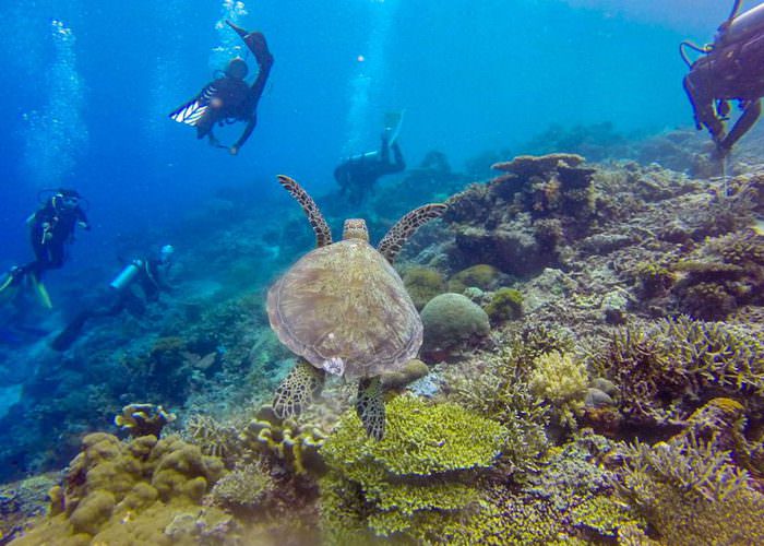 Harolds Dive Center -Apo Island Fun Dive
