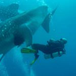 Harolds Dive Center -Sumilon Island & Oslob Whale Shark Watching